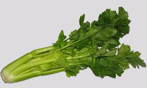 Celery Stock