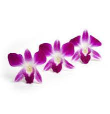 Edible orchids