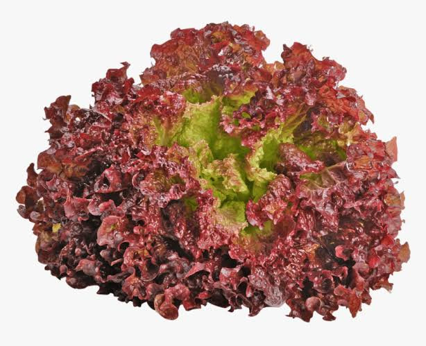 Lettuce Lollo Rosso