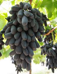Indian Black Seedless Grapes