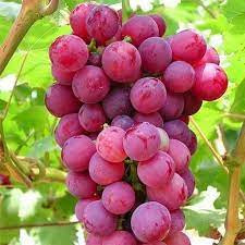 Philippines Red Seedless Grapes