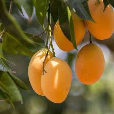 Half Dozen Devgad Alphonso Mango (220-260gms)